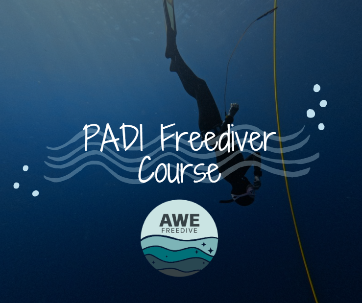 PADI Freediver Course (Awe Freedive)