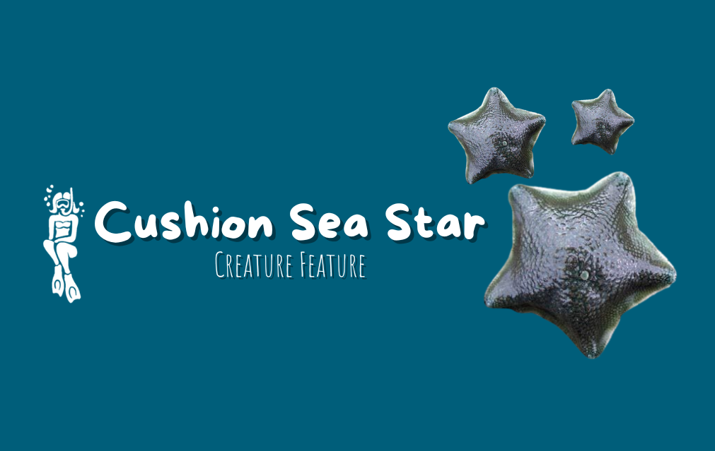 Cushion Sea Stars