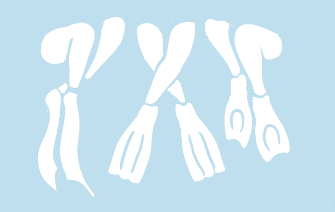 DLGNZ volunteer store